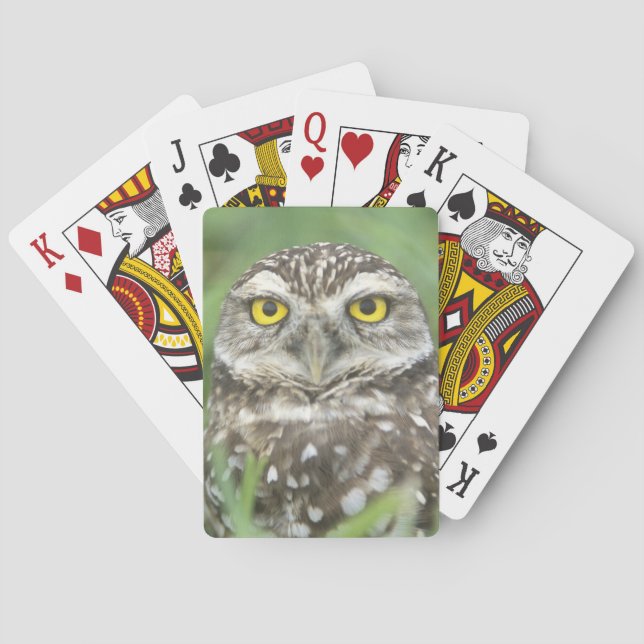 USA, Florida, Cape Coral, Burrowing Owl (Athene Playing Cards (Back)