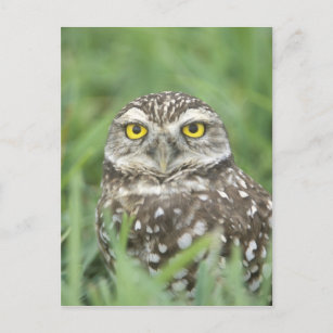 USA, Florida, Cape Coral, Burrowing Owl (Athene Postcard