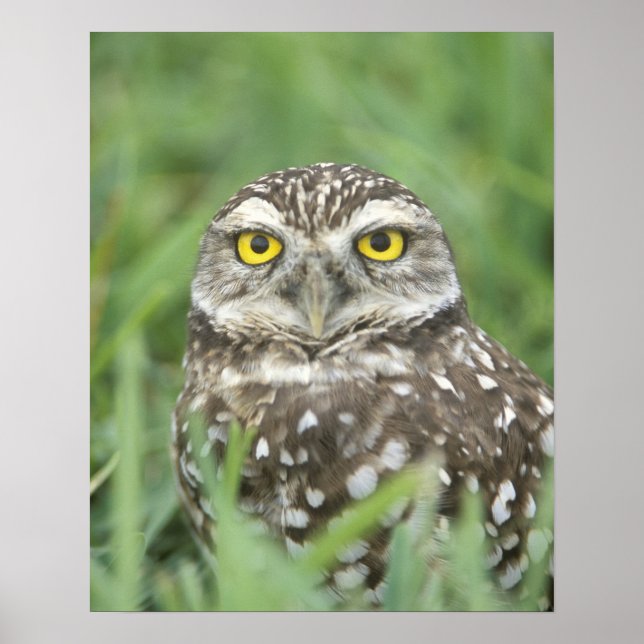 USA, Florida, Cape Coral, Burrowing Owl (Athene Poster (Front)