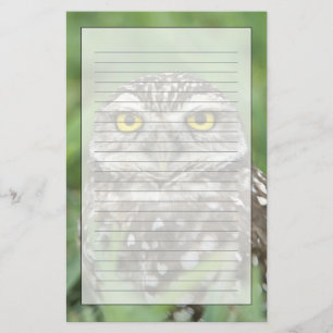 USA, Florida, Cape Coral, Burrowing Owl (Athene Stationery