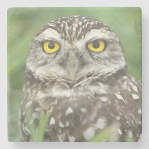 USA, Florida, Cape Coral, Burrowing Owl (Athene Stone Coaster
