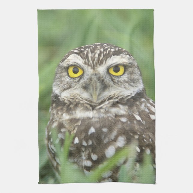 USA, Florida, Cape Coral, Burrowing Owl (Athene Tea Towel (Vertical)