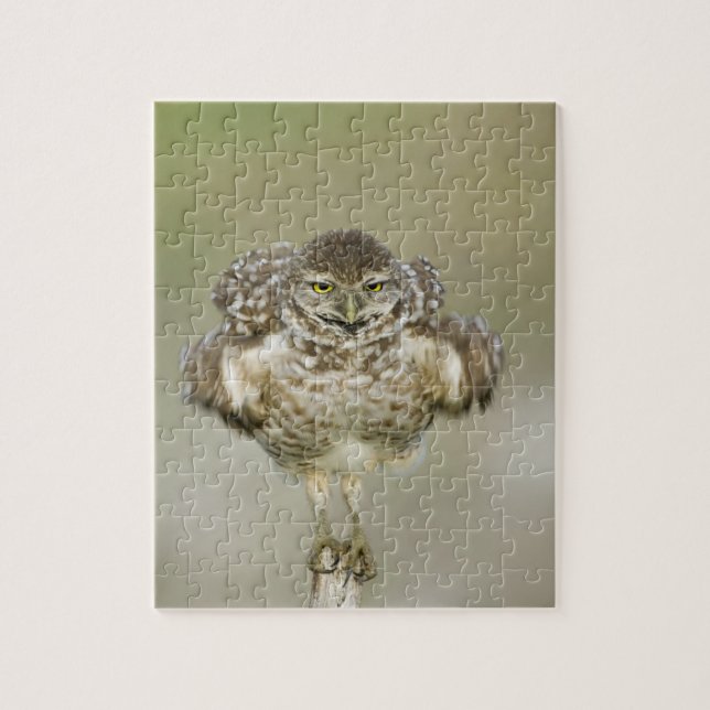 USA, Florida, Cape Coral, Close-up of burrowing Jigsaw Puzzle (Vertical)