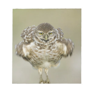 USA, Florida, Cape Coral, Close-up of burrowing Notepad