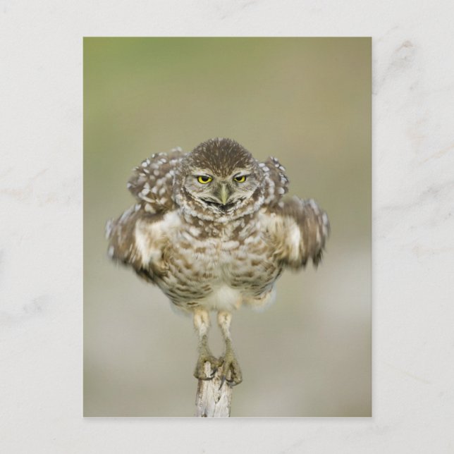 USA, Florida, Cape Coral, Close-up of burrowing Postcard (Front)