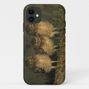 USA, Florida, Cape Coral. Three Burrowing Owls iPhone 11 Case