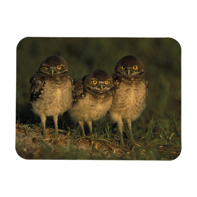 USA, Florida, Cape Coral. Three Burrowing Owls Magnet (Horizontal)