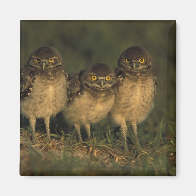 USA, Florida, Cape Coral. Three Burrowing Owls Magnet (Front)