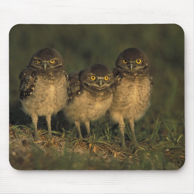 USA, Florida, Cape Coral. Three Burrowing Owls Mouse Mat (Front)