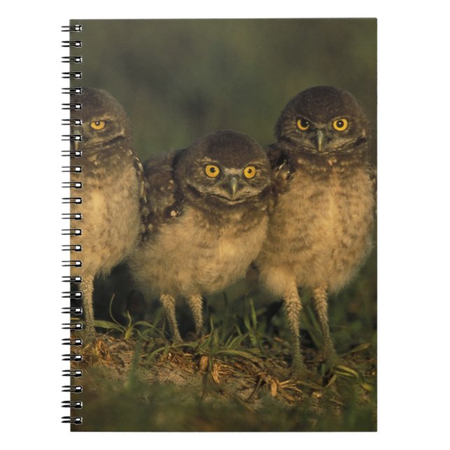 USA, Florida, Cape Coral. Three Burrowing Owls Notebook (Front)