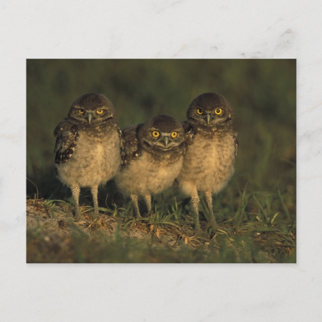USA, Florida, Cape Coral. Three Burrowing Owls Postcard (Front)