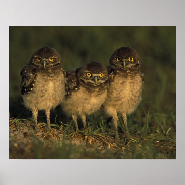 USA, Florida, Cape Coral. Three Burrowing Owls Poster (Front)