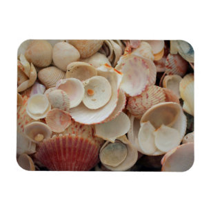 USA, Florida. Close Up Of Shells On Santa Rosa Magnet