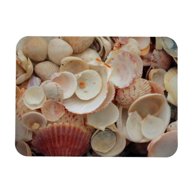 USA, Florida. Close Up Of Shells On Santa Rosa Magnet (Horizontal)