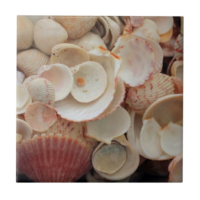 USA, Florida. Close Up Of Shells On Santa Rosa Tile (Front)
