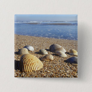 USA, Florida, Coastal Sea Shells 15 Cm Square Badge