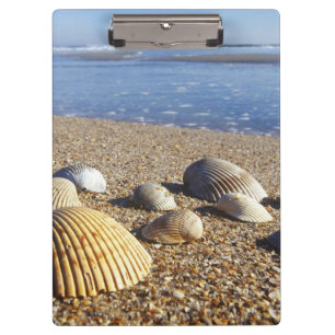 USA, Florida, Coastal Sea Shells Clipboard