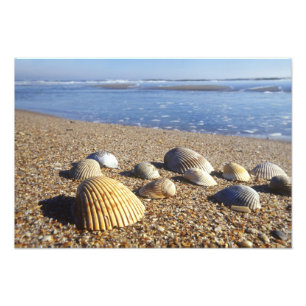 USA, Florida, Coastal Sea Shells Photo Print