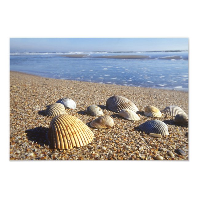 USA, Florida, Coastal Sea Shells Photo Print (Front)