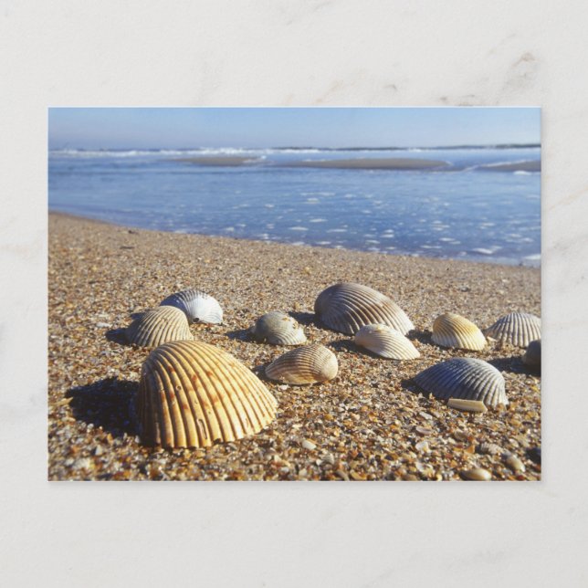 USA, Florida, Coastal Sea Shells Postcard (Front)