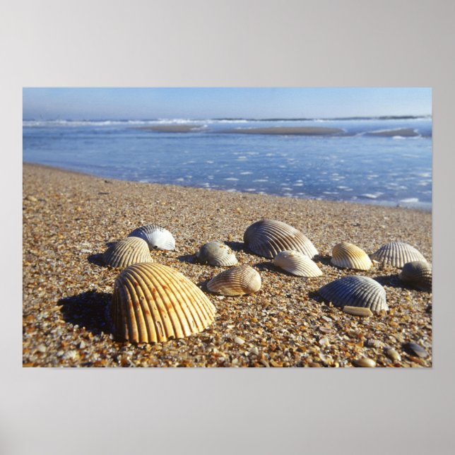 USA, Florida, Coastal Sea Shells Poster (Front)