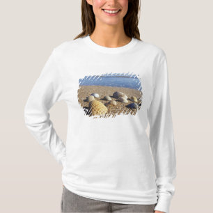 USA, Florida, Coastal Sea Shells T-Shirt