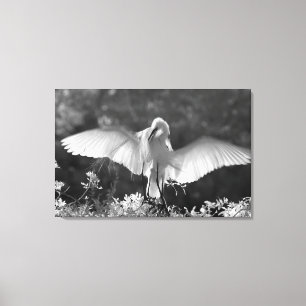 USA, Florida, Great Egret (Ardea alba) infrared 2 Canvas Print