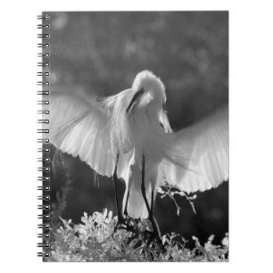 USA, Florida, Great Egret (Ardea alba) infrared 2 Notebook