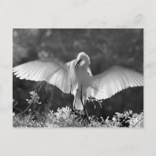 USA, Florida, Great Egret (Ardea alba) infrared 2 Postcard