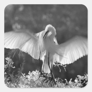 USA, Florida, Great Egret (Ardea alba) infrared 2 Square Sticker