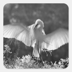 USA, Florida, Great Egret (Ardea alba) infrared 2 Square Sticker