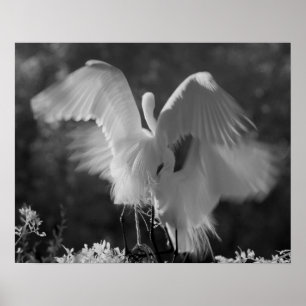 USA, Florida, Great Egret (Ardea alba) infrared 3 Poster