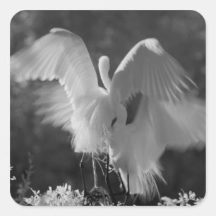 USA, Florida, Great Egret (Ardea alba) infrared 3 Square Sticker