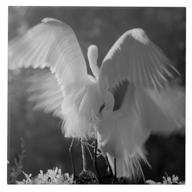 USA, Florida, Great Egret (Ardea alba) infrared 3 Tile (Front)