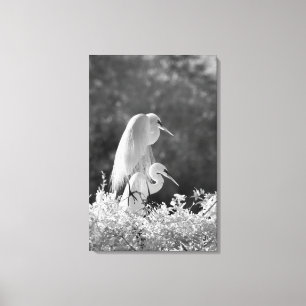 USA, Florida, Great Egret (Ardea alba) infrared Canvas Print