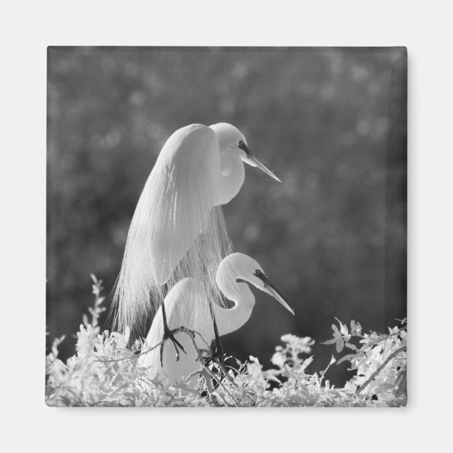 USA, Florida, Great Egret (Ardea alba) infrared Magnet (Front)