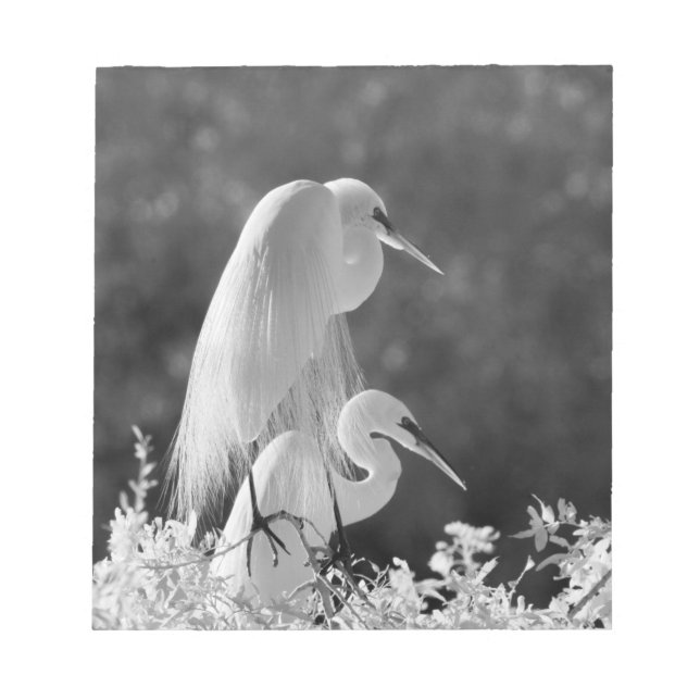 USA, Florida, Great Egret (Ardea alba) infrared Notepad (Front)
