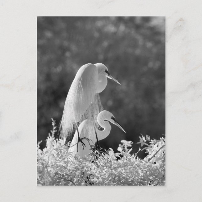 USA, Florida, Great Egret (Ardea alba) infrared Postcard (Front)
