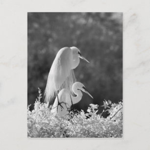 USA, Florida, Great Egret (Ardea alba) infrared Postcard