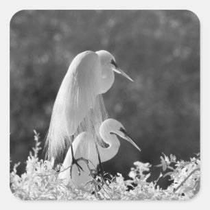 USA, Florida, Great Egret (Ardea alba) infrared Square Sticker