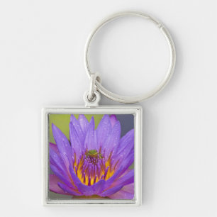 USA, Florida, Lake Kissimmee. Green leaf frog Key Ring