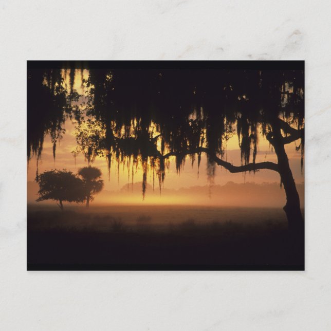 USA, Florida, Lake Kissimmee. Sunrise silhouette Postcard (Front)