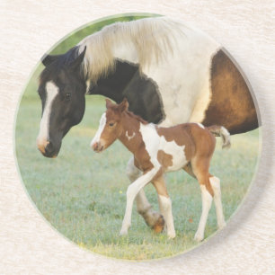 USA, Florida, Newborn Paint filly Coaster