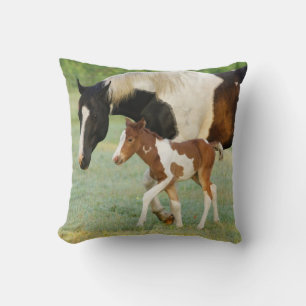 USA, Florida, Newborn Paint filly Cushion
