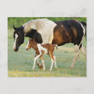 USA, Florida, Newborn Paint filly Postcard
