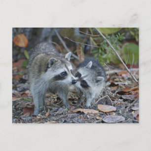 USA, Florida, Sanibel, Ding Darling National Postcard