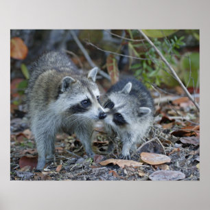 USA, Florida, Sanibel, Ding Darling National Poster