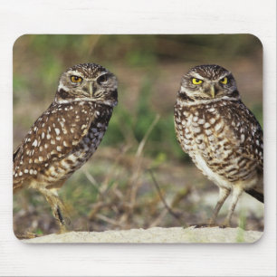 USA, Florida, Sanibel Island. Close-up of Mouse Mat