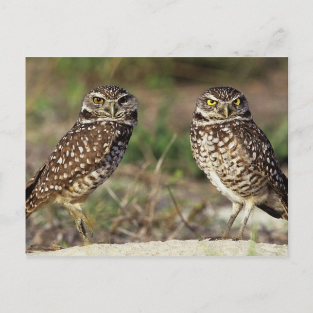 USA, Florida, Sanibel Island. Close-up of Postcard (Front)