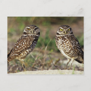 USA, Florida, Sanibel Island. Close-up of Postcard